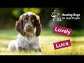 Meet hearing dog puppy Luca - a cute Cocker Spaniel