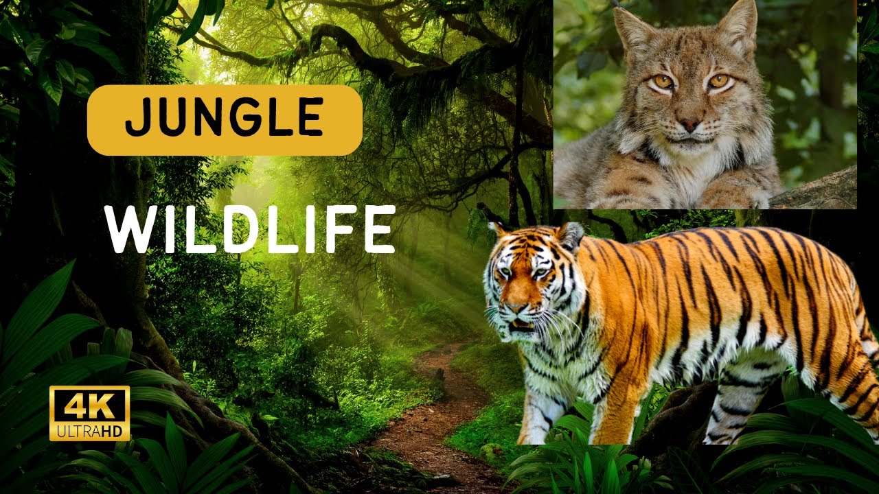 Cheetahs and Lynxes: Nature's Speed and Stealth"