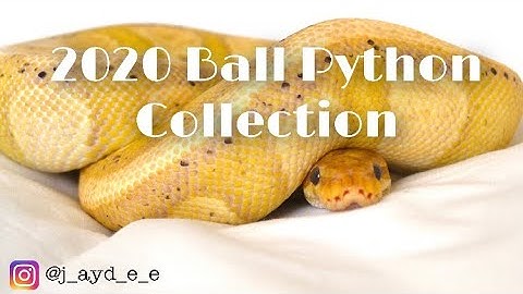 2020 Ball Python collection