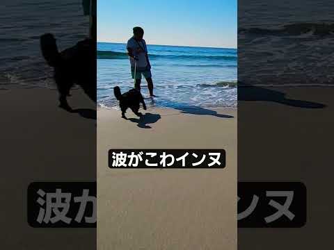 ［甲斐犬］波が怖い生後9カ月の犬#犬 #甲斐犬 #海 #shorts