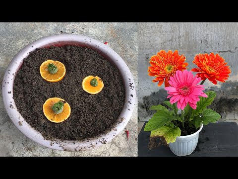 Video: Gerbera Daisy Planting Guide: Coltivare i fiori di Gerbera Daisy