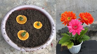 Tips for propagating Gerbera plants from calyx