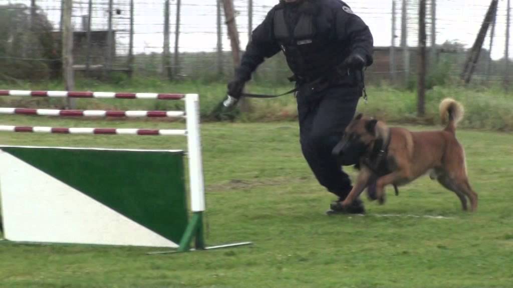 examen vae agent cynophile,maitre chien,conducteur canin,sécurité privée