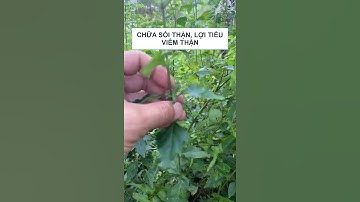 Cây Râu Mèo | Chữa Sỏi Thận, Viêm Thận, Túi Mật,...