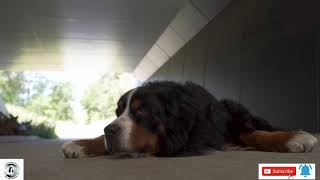 Leonberger dog   leonberger dog breeds #DVB