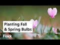 Planting SPRING &amp; FALL BULBS Around the Magnolia — Ep. 053