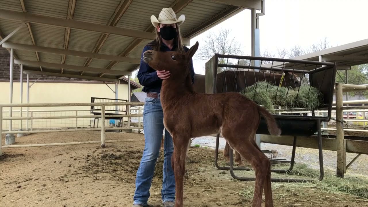 How It's Made Horse Edition at the UC Davis Horse Barn YouTube