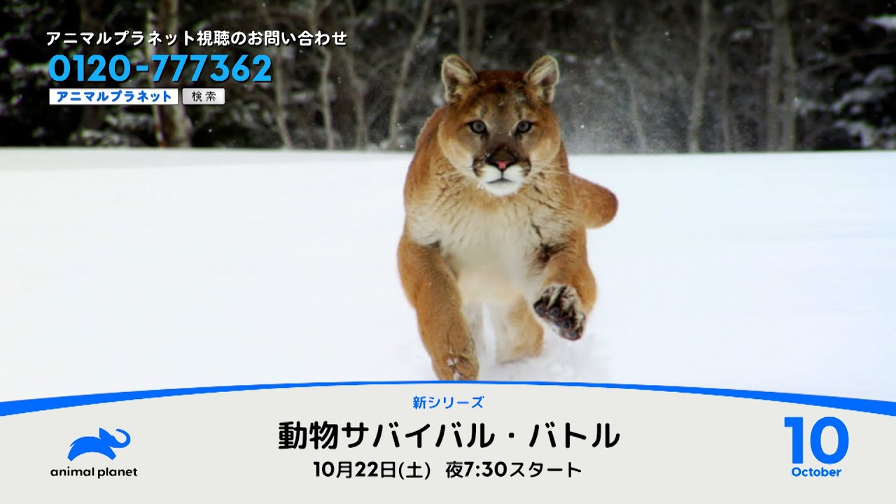 アニマルプラネット 10月おすすめ番組 ニュース Discovery Japan ディスカバリージャパン ディスカバリーチャンネル アニマルプラネット 10月おすすめ番組 ニュース Discovery Japan ディスカバリージャパン ディスカバリーチャンネル