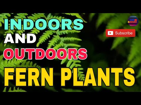 FERN PLANTS | IBA’T IBANG MGA URI NG  PANLOOB AT PANLABAS NA MGA FERN | Ang Galing TV