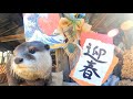 Happy New Year! The first day of the year is always the river! [Noro Lodge Life]【カワウソアティとにゃん先輩】