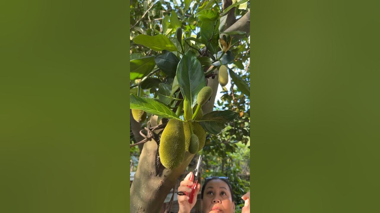 Pruning the jackfruit tree to help the other jackfruits grow bigger! 