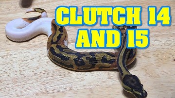 Clutch #14 and #15 UPDATE!!  Let