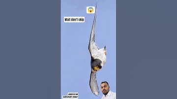 #سورة_الإخلاص #egzonibrahimi #quran #birds #nature #education #shortvideo #viralvideo #foryou