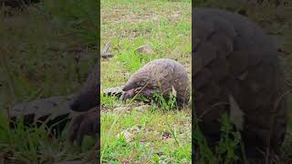 How Cool Is This Pangolin Sighting?! | #Wildlife #Safari