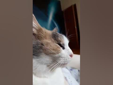 кошка - YouTube