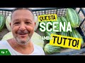 QUANDO RACCOGLIERE il MELONE E I COCOMERI SALENTINI