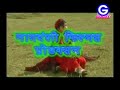 Nighaiaasra   kurukh hits song oraon kurukh album  nighai aasra  hits song