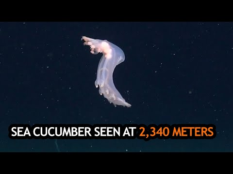 Funky Sea Pig Seen Off The Coast Of Uruguay