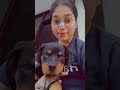 My Tim tim❤️ | #shorts #Shorts #puppy #Rottweiler #puppylove #doglove