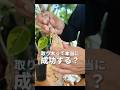 【意外と簡単？！】アルテシマの取り木を実践から結果まで公開！