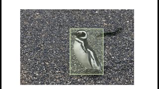 Create a Penguin Detector without coding! | DEEP BLOCK | No-code Computer Vision | AI Tool