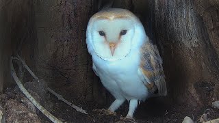 Barn Owl Stakes Nest Claim | Discover Wildlife | Robert E Fuller by Robert E Fuller 101,563 views 3 weeks ago 1 minute, 11 seconds