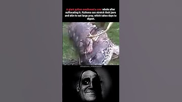 Python Swallowed a Cow Whole 😱 | Nature’s Shocking Moment! #space #facts #science #python #shorts