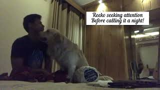 Reeko Seeking Attention Before Bed