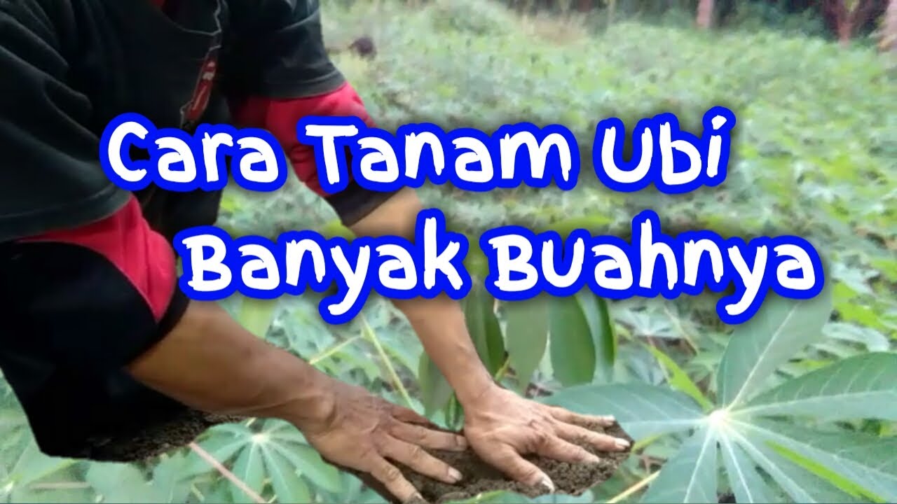 Cara menanam ubi kayu agar berbuah banyak di lahan sempit pekarangan