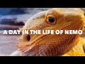 A DAY IN THE LIFE OF MY BEARDED DRAGON NEMO