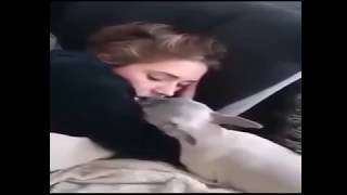 Download lagu Dog kiss I accidentally French kiss a dog at work today Dog kiss I accidentally French kiss a dog at work today
