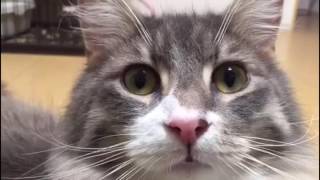 じっと見つめる猫 ノルウェージャンフォレストキャット Cat, stare. Norwegian Forest Cat.