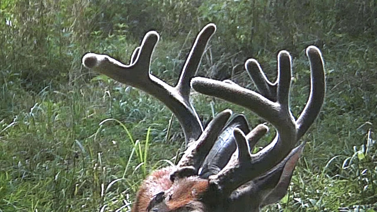 Give Our Bucks Nicknames Big Deer Deserve A Title YouTube give-our-bucks-nicknames-big-deer-deserve-a-title-youtube