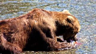 2013 0727 Katmai National Park: Brown Bear Eating Salmon at Brooks Falls