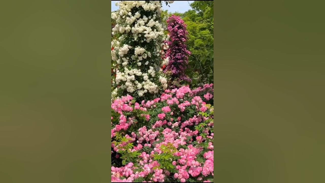 Rose heaven // beautiful rose flowers garden (28/5) Rose heaven // beautiful rose flowers garden (28/5)