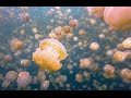 My Surreal Swim With Millions of Jellyfish (Jellyfish Lake, Palau)