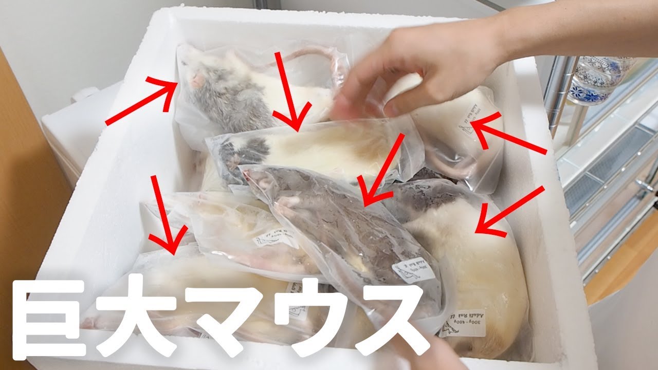 I bought a freezer specifically for snakes, so I bought a lot of