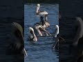 100s of Pelicans having a bath #birding #birds #birdwatching