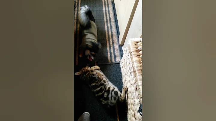 Watch the video about Chihuahua and Bengal/Manx cat having a rough and tumble