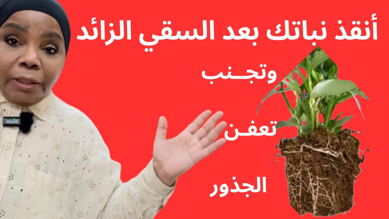 كـارثة سقي زائد 😱 | خطوات بسيطة لانعاش النبات !
