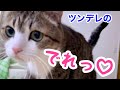 ツンデレ猫のデレが可愛すぎるんです! vol.928
