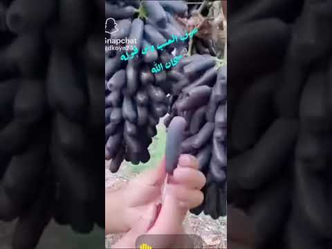 شوفو العنب سبحان الله