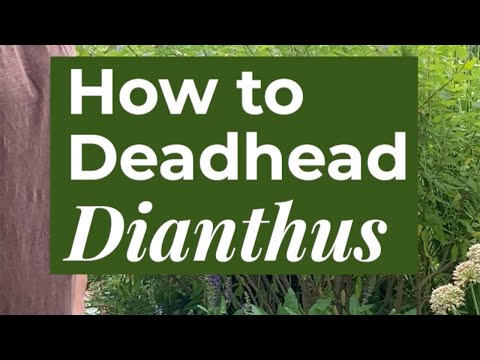Video: Firewitch Dianthus Care. Այգում Firewitch-ի ծաղիկների աճեցում