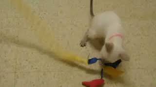 Outgoing Siamese kittens playing with toys- adorable cat babies! Cute kitten video!