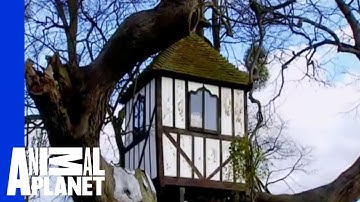 Pitchford Treehouse: The Oldest in the World? | Ultimate Treehouses