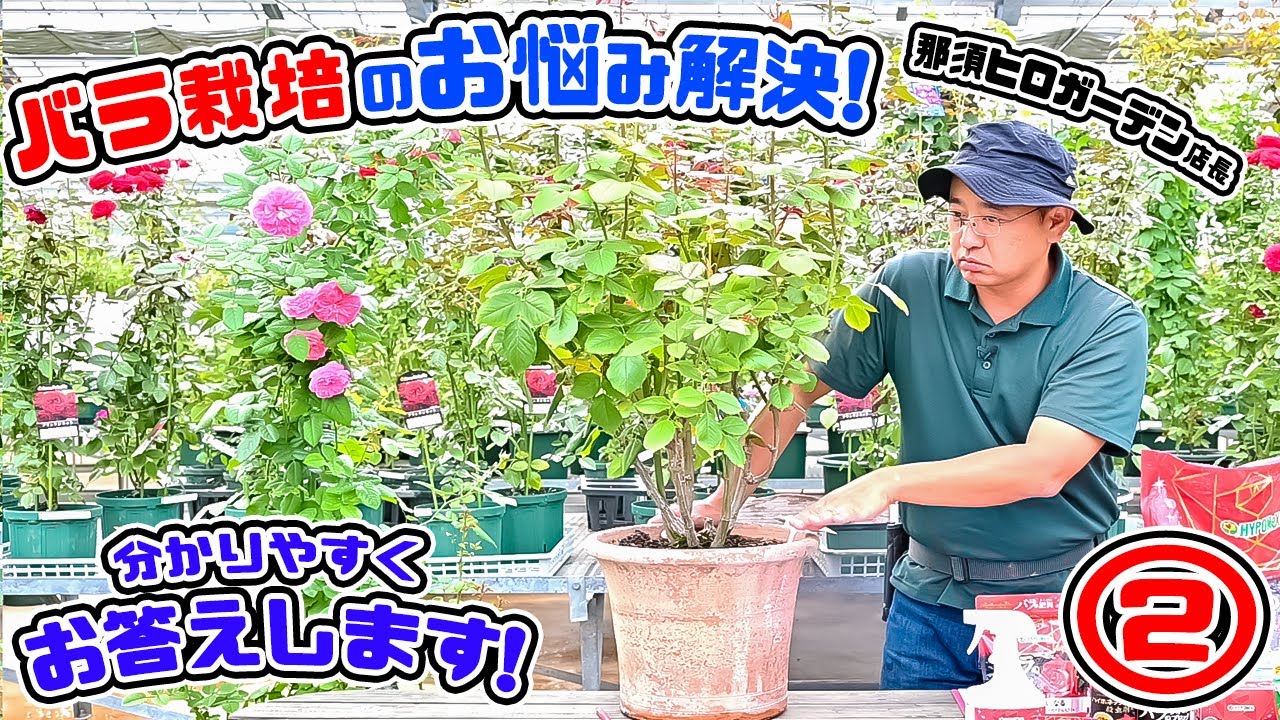 バラのQ&A】バラのお悩み解決ｯ!🌹バラ栽培の疑問!?にお答えします!②