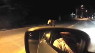 Maned Wolf spotted running in the streets in Brazil