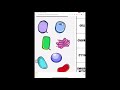 Cellular Organelles and Their Functions Through Analogies