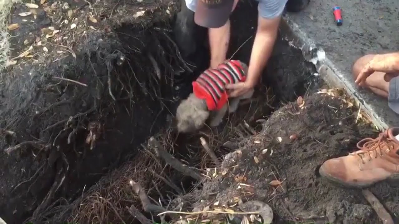 Deaf Poodle Rescued From Storm Drain - YouTube