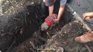 Deaf Poodle Rescued From Storm Drain